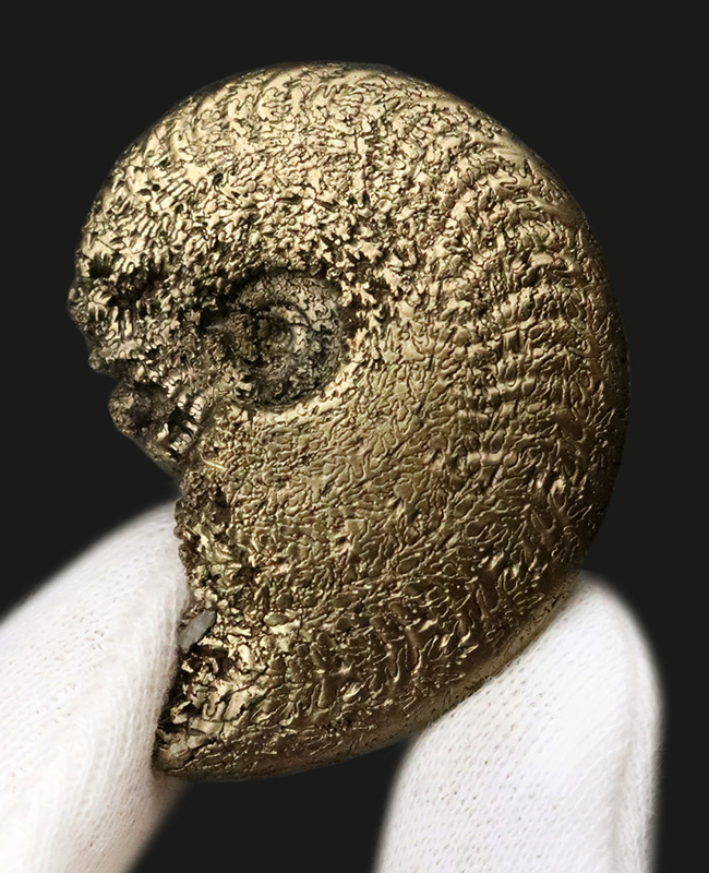 人気のフランス・アヴェロン産のパイライトアンモナイトです。好サイズ・状態良好な、上質標本（その2）