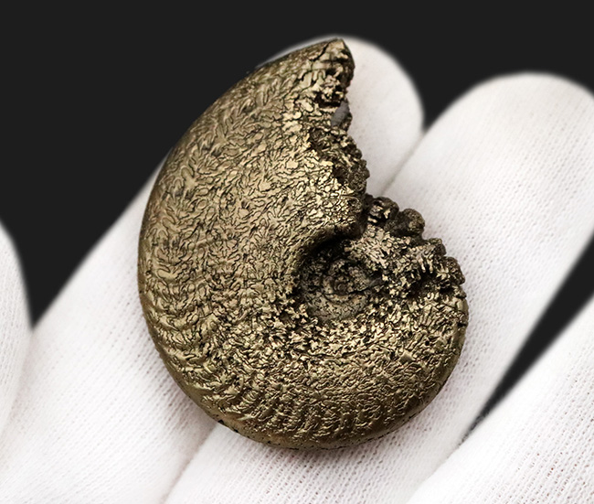 人気のフランス・アヴェロン産のパイライトアンモナイトです。好サイズ・状態良好な、上質標本（その4）
