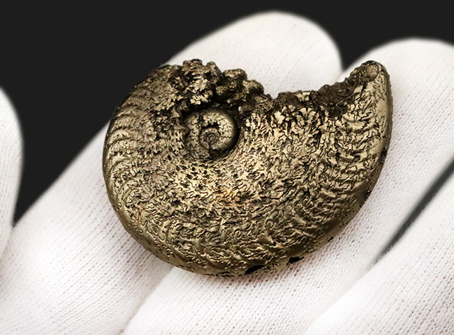 人気のフランス・アヴェロン産のパイライトアンモナイトです。好サイズ・状態良好な、上質標本（その5）