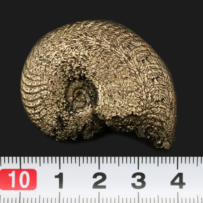 人気のフランス・アヴェロン産のパイライトアンモナイトです。好サイズ・状態良好な、上質標本（その7）