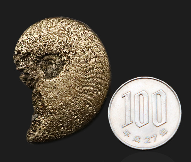 人気のフランス・アヴェロン産のパイライトアンモナイトです。好サイズ・状態良好な、上質標本（その8）