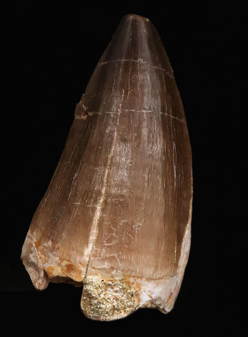 ロングカーブ6.5cm×周長9.9cmという圧倒的ボリューム感！ド迫力なモササウルス類の巨大歯（その2）