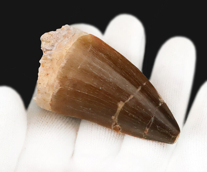 ロングカーブ6.5cm×周長9.9cmという圧倒的ボリューム感！ド迫力なモササウルス類の巨大歯（その3）