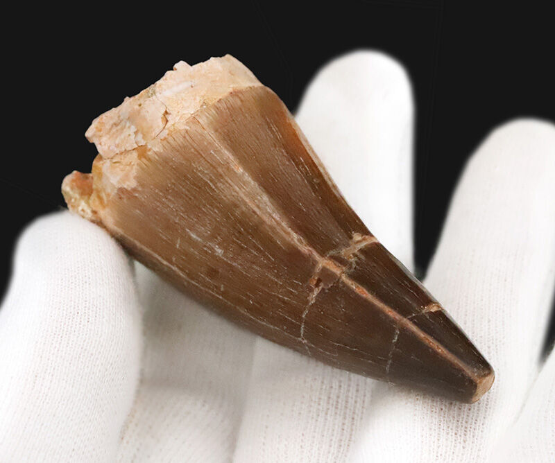 ロングカーブ6.5cm×周長9.9cmという圧倒的ボリューム感！ド迫力なモササウルス類の巨大歯（その4）