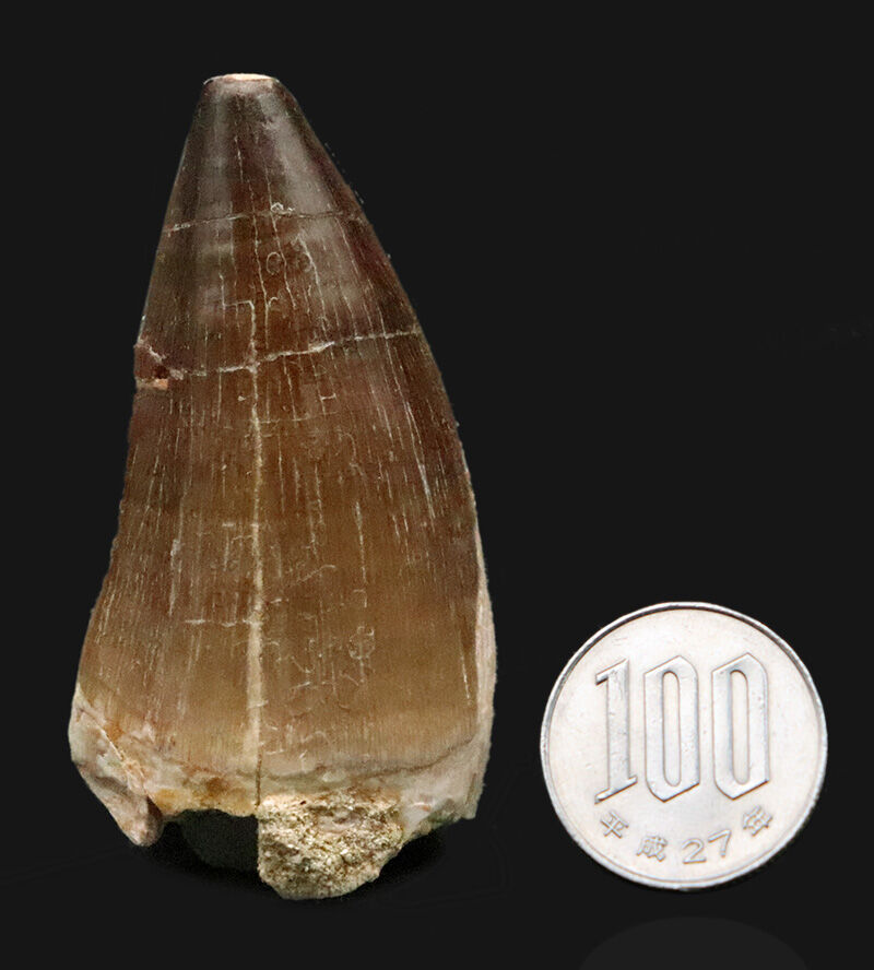 ロングカーブ6.5cm×周長9.9cmという圧倒的ボリューム感！ド迫力なモササウルス類の巨大歯（その9）