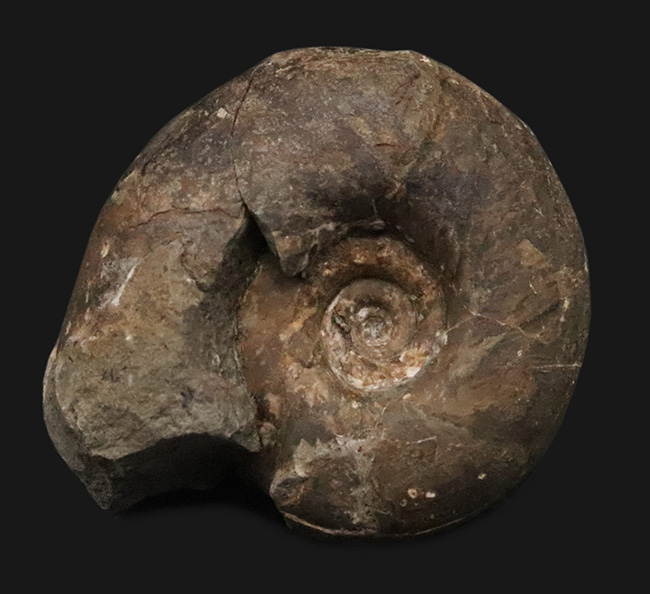 ズッシリした質量感が感じられる北海道産のアンモナイト、テトラゴニテス・ポペテンシス（Tetragonites popetensis）（その1）