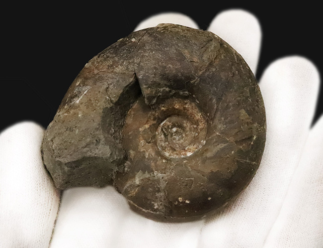 ズッシリした質量感が感じられる北海道産のアンモナイト、テトラゴニテス・ポペテンシス（Tetragonites popetensis）（その2）