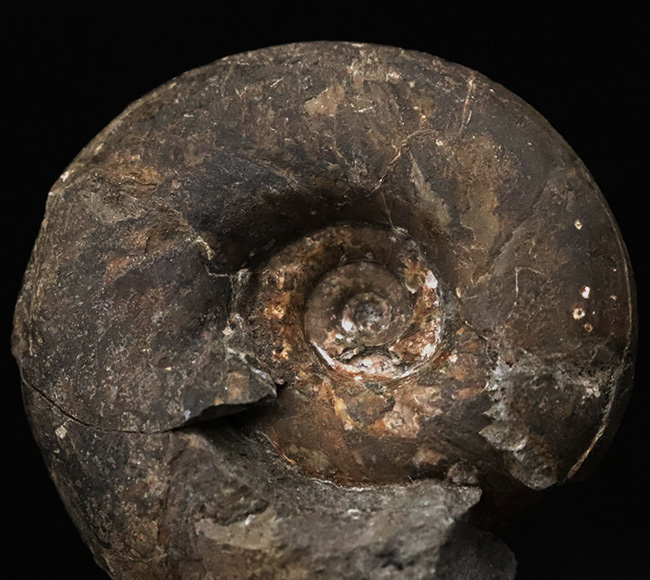 ズッシリした質量感が感じられる北海道産のアンモナイト、テトラゴニテス・ポペテンシス（Tetragonites popetensis）（その3）