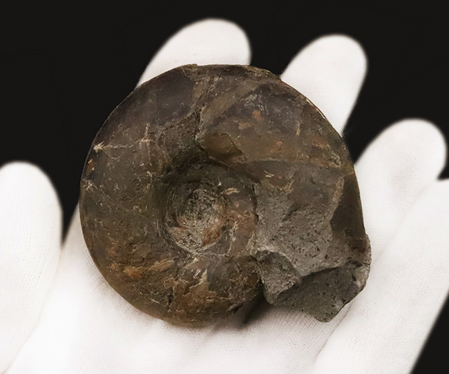 ズッシリした質量感が感じられる北海道産のアンモナイト、テトラゴニテス・ポペテンシス（Tetragonites popetensis）（その4）