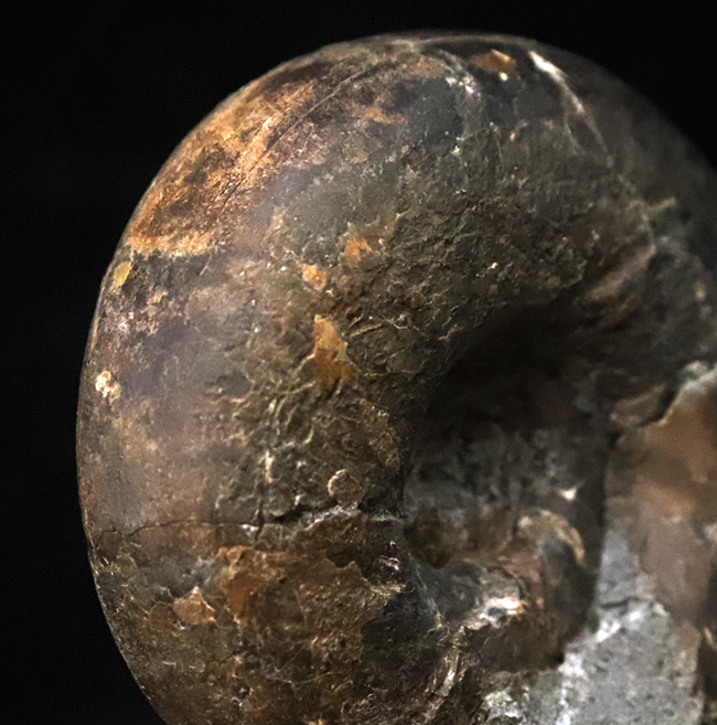 ズッシリした質量感が感じられる北海道産のアンモナイト、テトラゴニテス・ポペテンシス（Tetragonites popetensis）（その5）