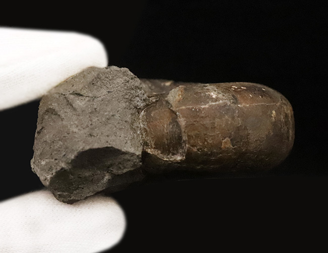 ズッシリした質量感が感じられる北海道産のアンモナイト、テトラゴニテス・ポペテンシス（Tetragonites popetensis）（その6）