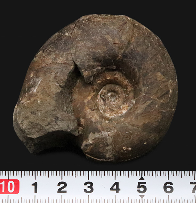 ズッシリした質量感が感じられる北海道産のアンモナイト、テトラゴニテス・ポペテンシス（Tetragonites popetensis）（その7）