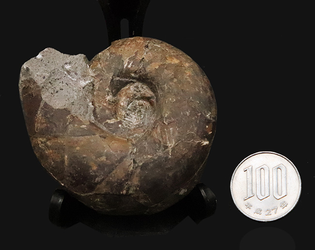 ズッシリした質量感が感じられる北海道産のアンモナイト、テトラゴニテス・ポペテンシス（Tetragonites popetensis）（その8）