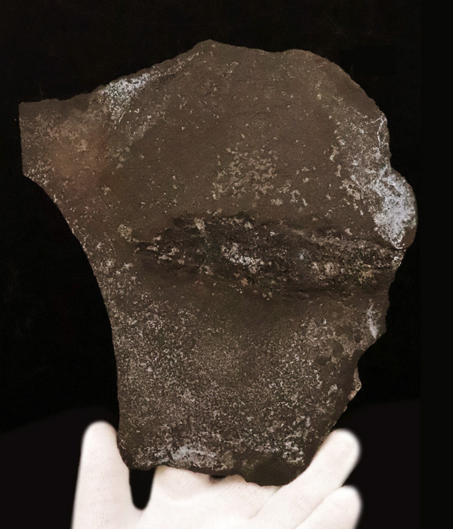 稀有な存在!原始的な浮き袋を持った、進化途中の希少な絶滅古代魚、パレオニスカム・フレイエスレベニ(Palaeoniscum freieslebeni)の全身化石(その1)