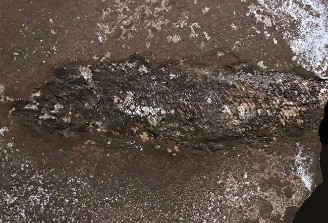稀有な存在!原始的な浮き袋を持った、進化途中の希少な絶滅古代魚、パレオニスカム・フレイエスレベニ(Palaeoniscum freieslebeni)の全身化石(その2)