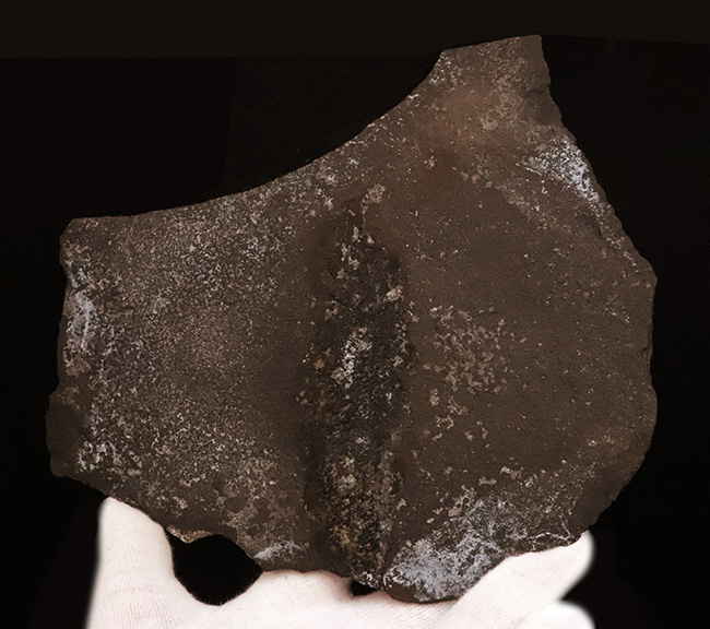 稀有な存在!原始的な浮き袋を持った、進化途中の希少な絶滅古代魚、パレオニスカム・フレイエスレベニ(Palaeoniscum freieslebeni)の全身化石(その6)