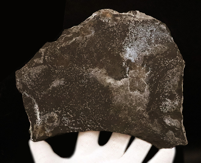 稀有な存在!原始的な浮き袋を持った、進化途中の希少な絶滅古代魚、パレオニスカム・フレイエスレベニ(Palaeoniscum freieslebeni)の全身化石(その7)
