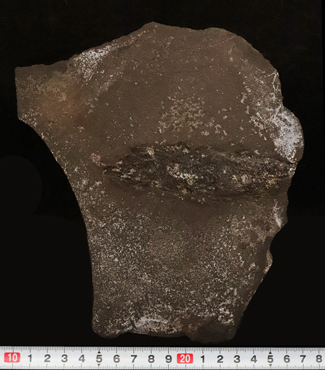 稀有な存在!原始的な浮き袋を持った、進化途中の希少な絶滅古代魚、パレオニスカム・フレイエスレベニ(Palaeoniscum freieslebeni)の全身化石(その9)