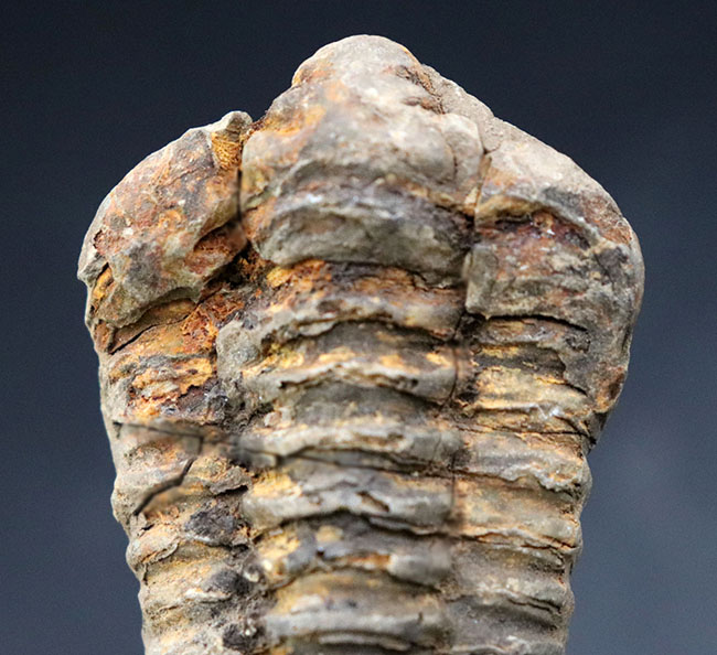 ファーストコレクションとしておすすめ！大型で立体的なオルドビス紀の三葉虫化石、ディアカリメネ・ウーズレグイ（Diacalymene ouzregui）（その2）