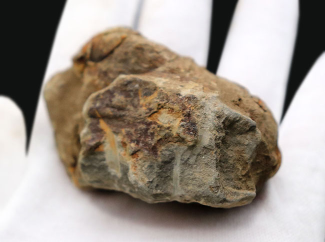ファーストコレクションとしておすすめ！大型で立体的なオルドビス紀の三葉虫化石、ディアカリメネ・ウーズレグイ（Diacalymene ouzregui）（その5）