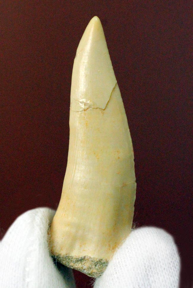 白亜紀後期の海中に棲息していたモンスターフィッシュ、エンコダス（Enchodus）の歯化石（その1）
