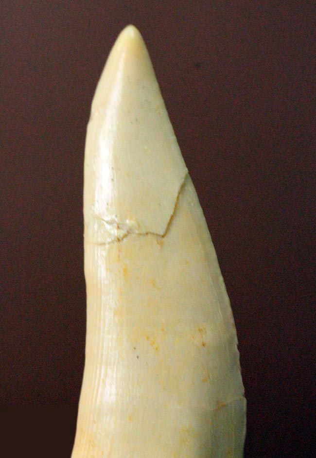 白亜紀後期の海中に棲息していたモンスターフィッシュ、エンコダス（Enchodus）の歯化石（その2）