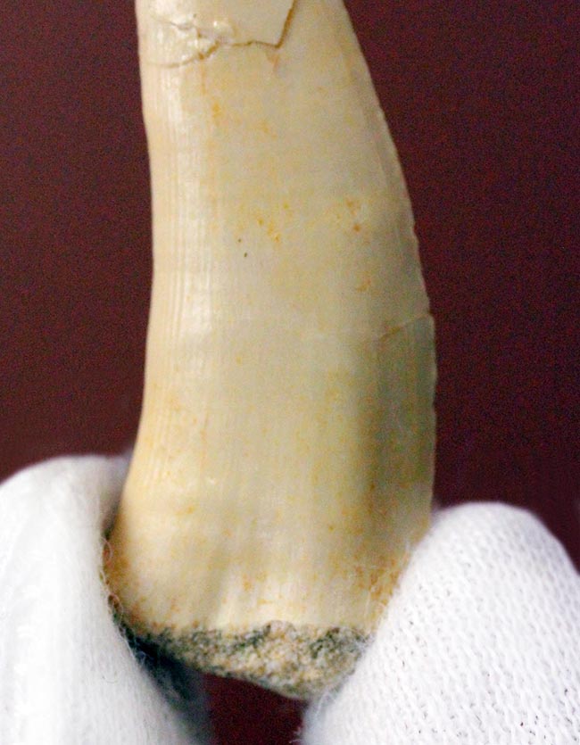 白亜紀後期の海中に棲息していたモンスターフィッシュ、エンコダス（Enchodus）の歯化石（その3）
