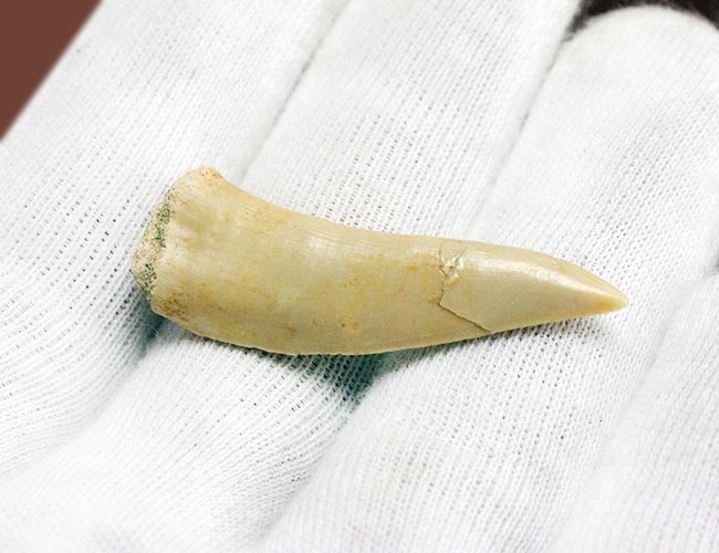 白亜紀後期の海中に棲息していたモンスターフィッシュ、エンコダス（Enchodus）の歯化石（その5）
