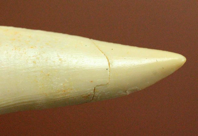 白亜紀後期の海中に棲息していたモンスターフィッシュ、エンコダス（Enchodus）の歯化石（その8）