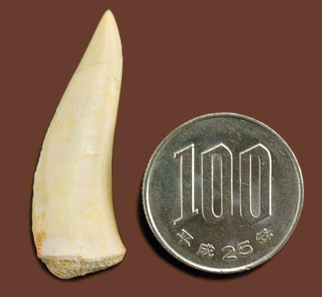 白亜紀後期の海中に棲息していたモンスターフィッシュ、エンコダス（Enchodus）の歯化石（その9）