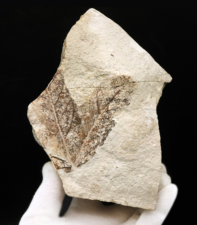 国産化石マニアックシリーズ！神戸層群で採集されたフウ（Liquidambar）科の葉の化石（その1）