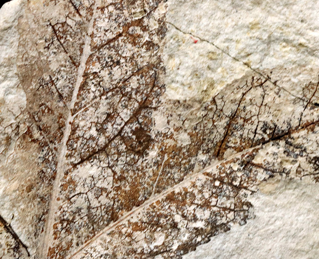 国産化石マニアックシリーズ！神戸層群で採集されたフウ（Liquidambar）科の葉の化石（その3）
