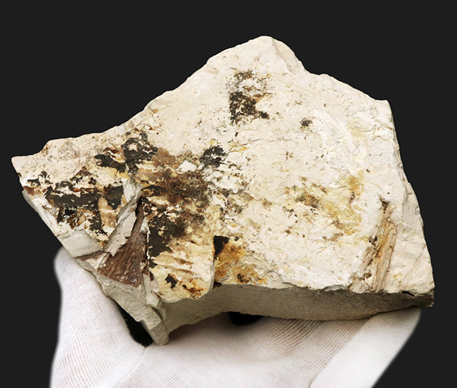 国産化石マニアックシリーズ！神戸層群で採集されたフウ（Liquidambar）科の葉の化石（その4）