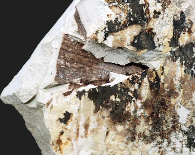 国産化石マニアックシリーズ！神戸層群で採集されたフウ（Liquidambar）科の葉の化石（その5）