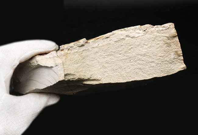 国産化石マニアックシリーズ！神戸層群で採集されたフウ（Liquidambar