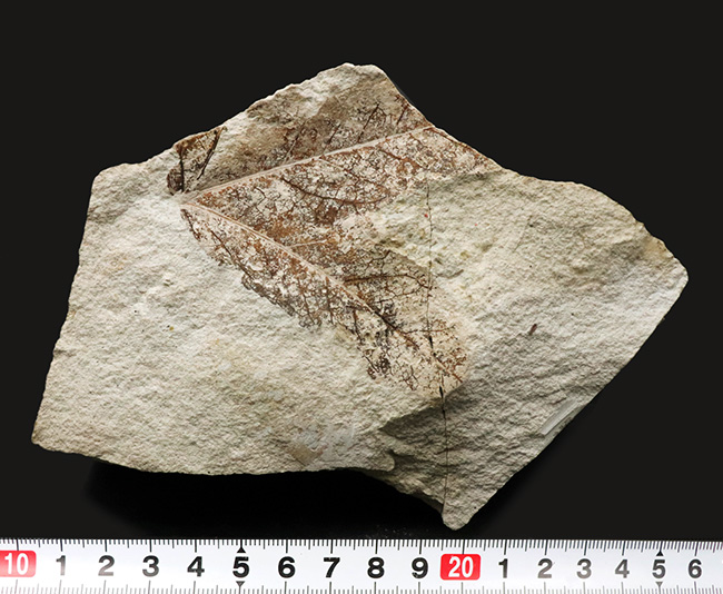 国産化石マニアックシリーズ！神戸層群で採集されたフウ（Liquidambar）科の葉の化石（その7）