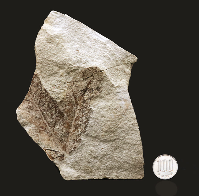 国産化石マニアックシリーズ！神戸層群で採集されたフウ（Liquidambar）科の葉の化石（その8）