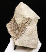 国産化石マニアックシリーズ！神戸層群で採集されたフウ（Liquidambar）科の葉の化石