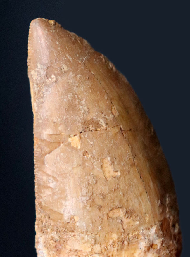1億年前の北アフリカに棲息していた大地の王者、肉食恐竜、カルカロドントサウルス(Carcharodontosaurus)の歯化石(その2)