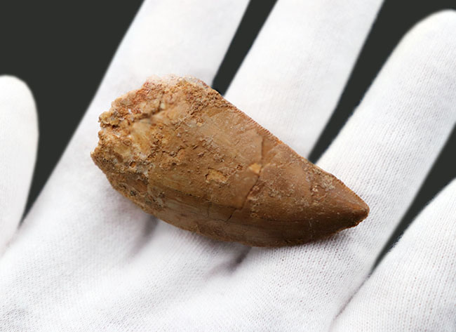 1億年前の北アフリカに棲息していた大地の王者、肉食恐竜、カルカロドントサウルス(Carcharodontosaurus)の歯化石(その3)