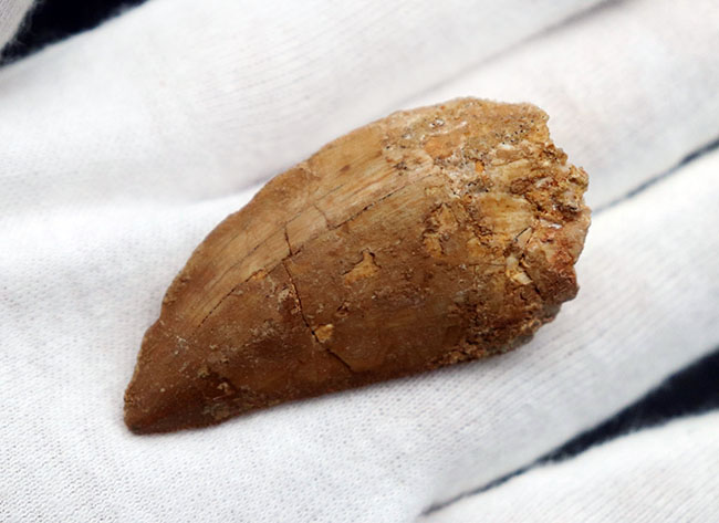 1億年前の北アフリカに棲息していた大地の王者、肉食恐竜、カルカロドントサウルス(Carcharodontosaurus)の歯化石(その5)