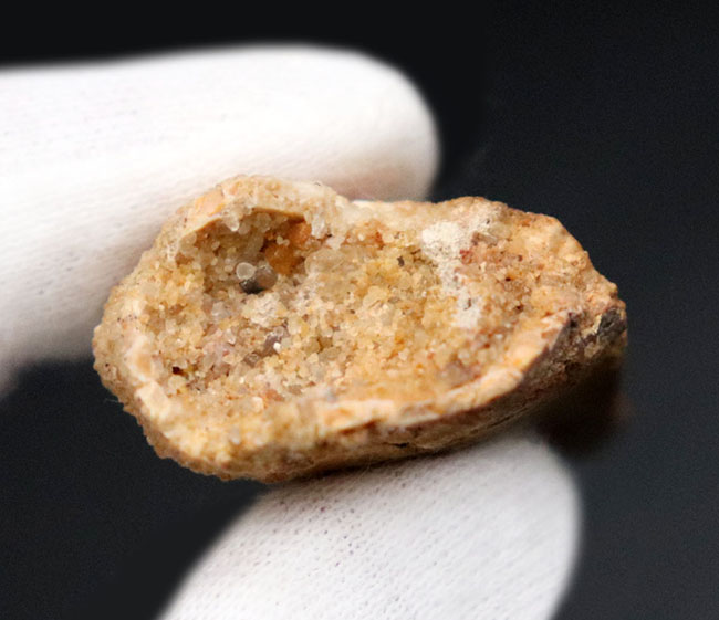 1億年前の北アフリカに棲息していた大地の王者、肉食恐竜、カルカロドントサウルス(Carcharodontosaurus)の歯化石(その7)