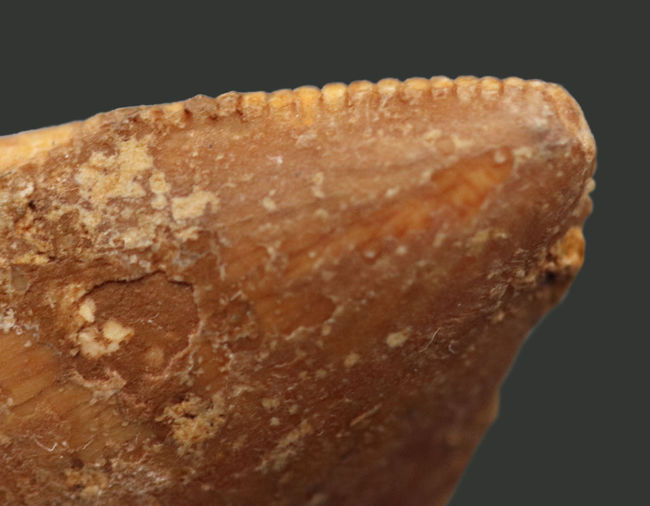 1億年前の北アフリカに棲息していた大地の王者、肉食恐竜、カルカロドントサウルス(Carcharodontosaurus)の歯化石(その8)
