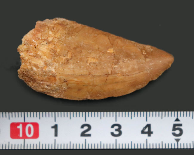 1億年前の北アフリカに棲息していた大地の王者、肉食恐竜、カルカロドントサウルス(Carcharodontosaurus)の歯化石(その9)