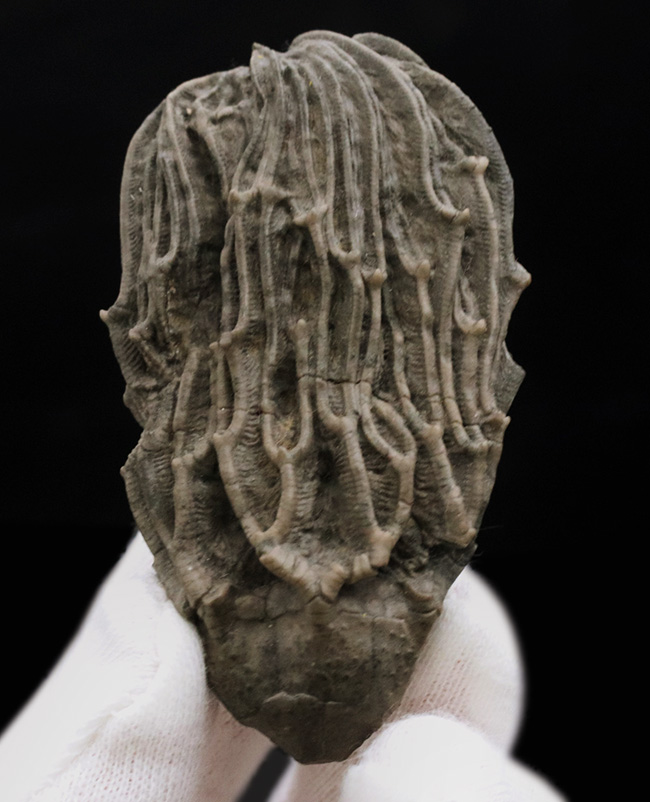 クラウンと触手がほぼ完全保存!かつ立体的!古代の海底生物、ウミユリの化石(その1)