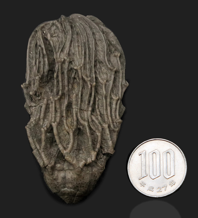 クラウンと触手がほぼ完全保存！かつ立体的！古代の海底生物、ウミユリの化石（その10）