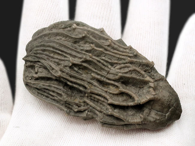 クラウンと触手がほぼ完全保存！かつ立体的！古代の海底生物、ウミユリの化石（その2）