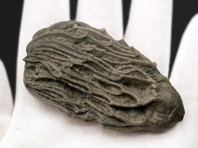 クラウンと触手がほぼ完全保存!かつ立体的!古代の海底生物、ウミユリの化石(その2)