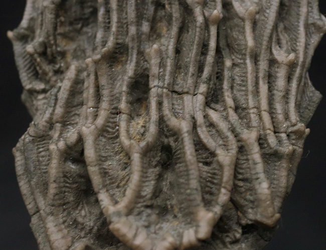 クラウンと触手がほぼ完全保存！かつ立体的！古代の海底生物、ウミユリの化石（その5）