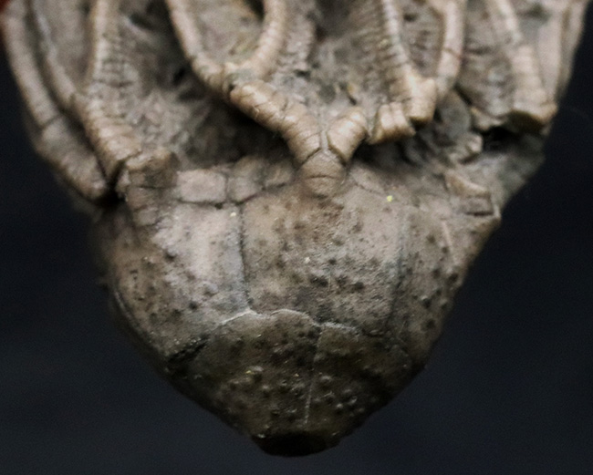 クラウンと触手がほぼ完全保存!かつ立体的!古代の海底生物、ウミユリの化石(その6)